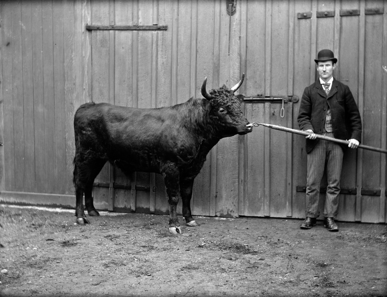 tumblr_oihkemAUKP1sfie3io1_1280 Archival black and white photograph of a man restraining a large bull by a nose ring, illustrating how a rising stock price forced Intel into an $11 billion accounting loss on shares held in escrow for the U.S. government