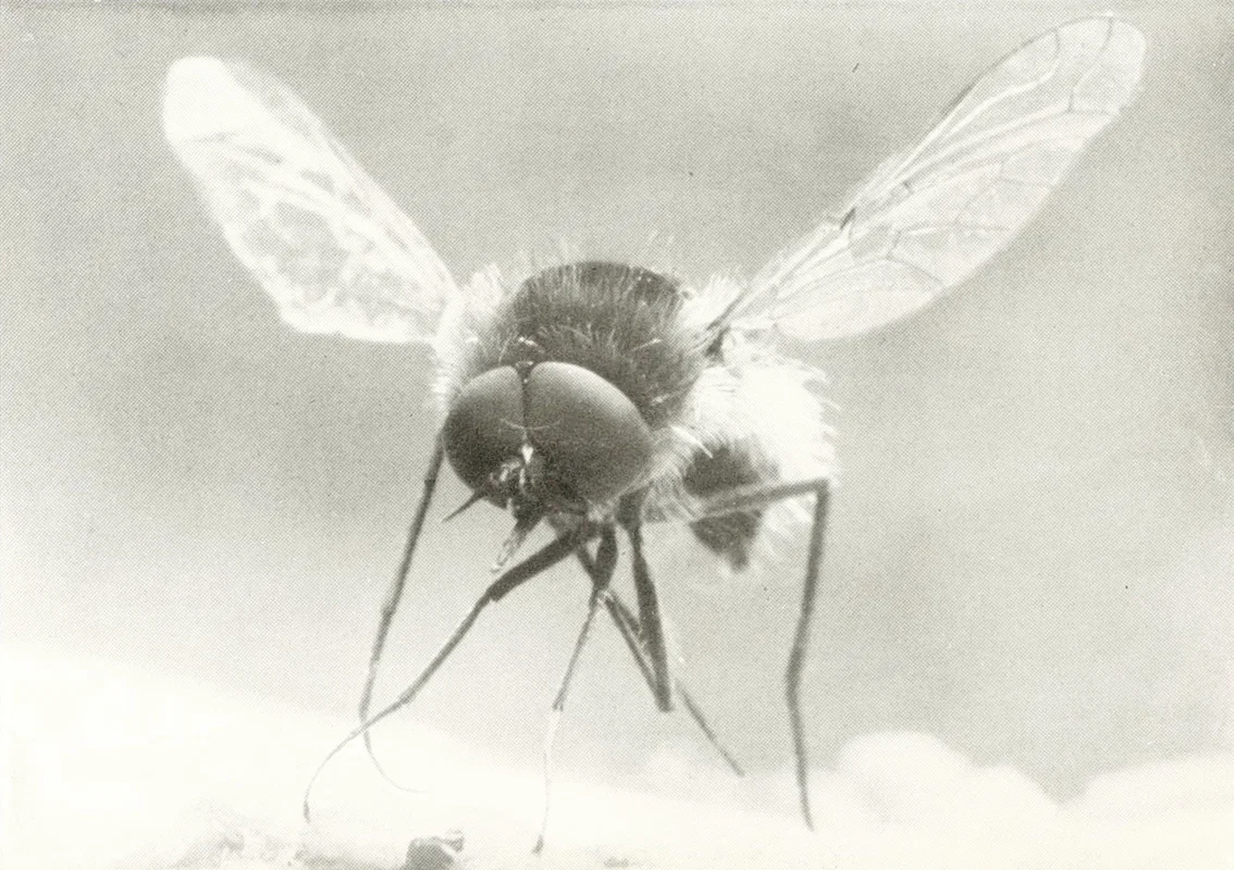 bookofmonsters00smfair_0160 Archival black and white macro photograph of a single insect dominating the frame, illustrating how a handful of stocks now dominate the S&P 500